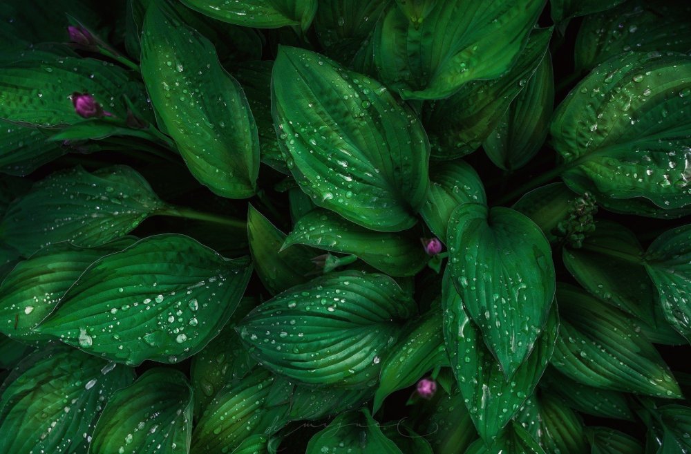 Красивый зеленый