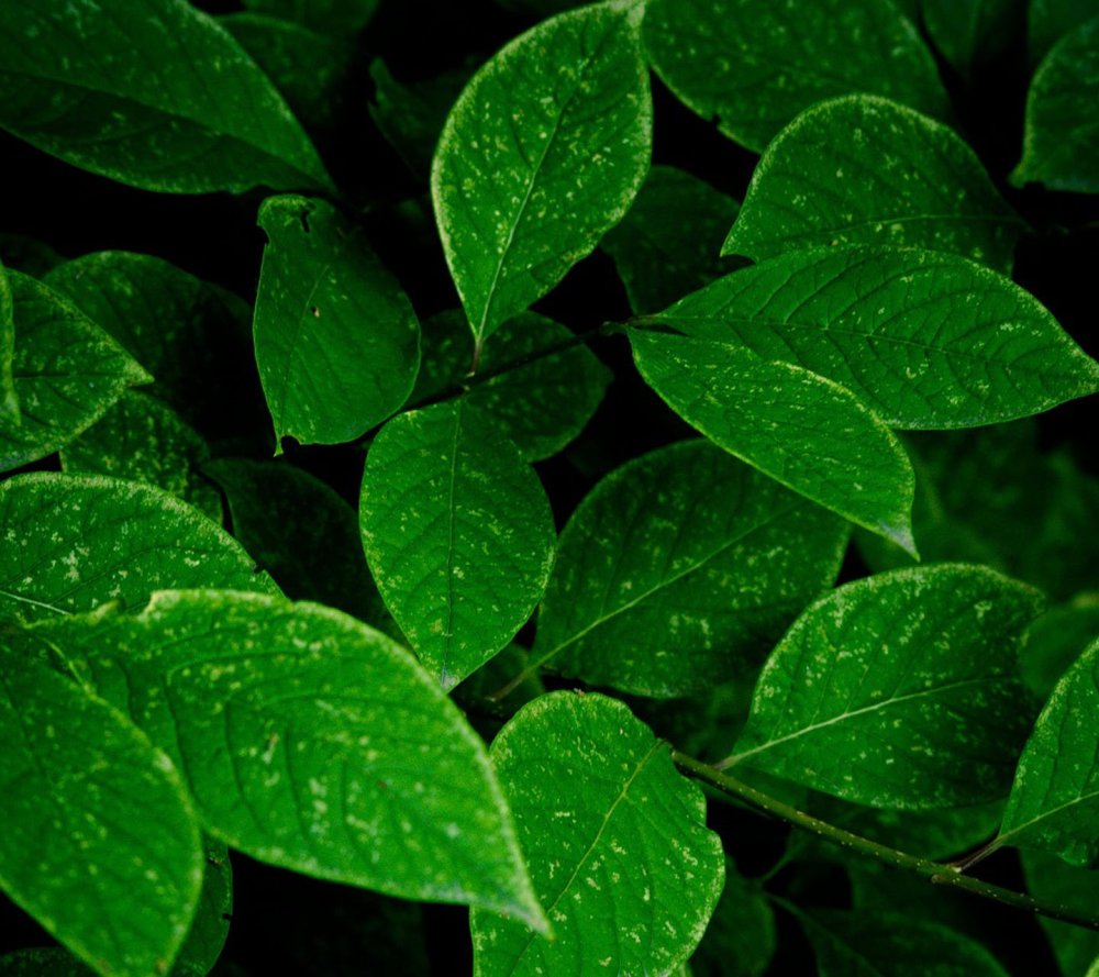 Красивые зеленые листочки