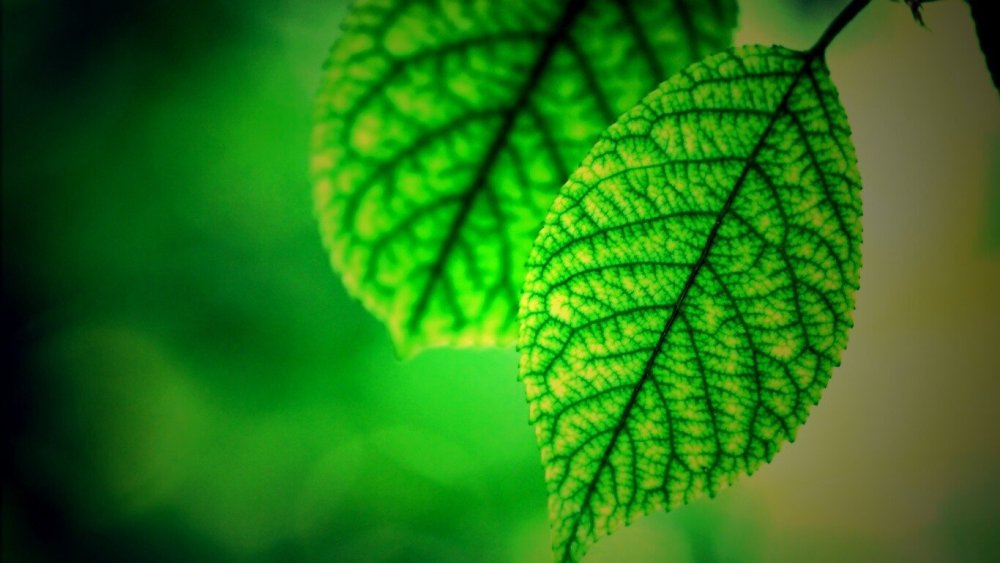 Зеленый лист
