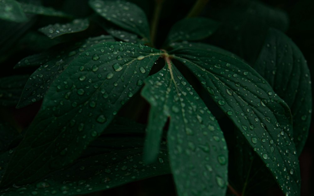 Красивые темные листья