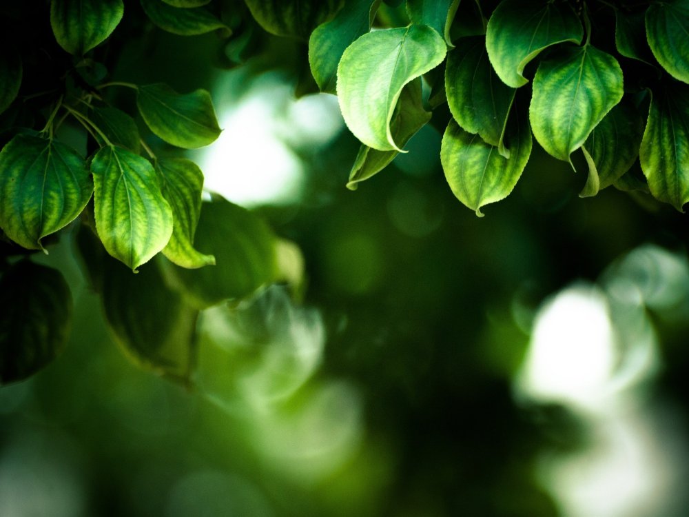 Зеленый лист