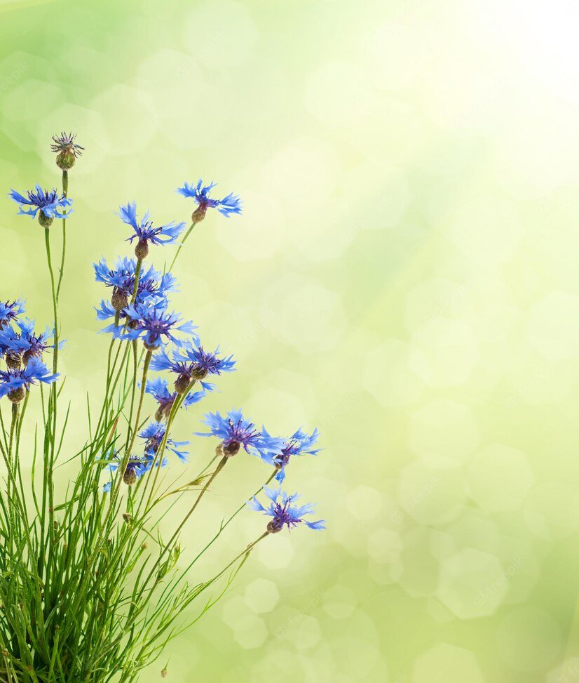 Васильки фон