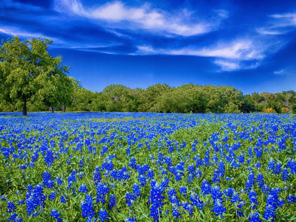 Ромашко Васильковое поле