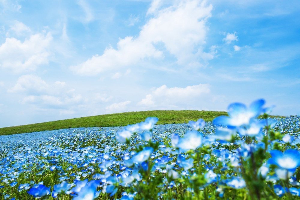 Коллаж с васильками
