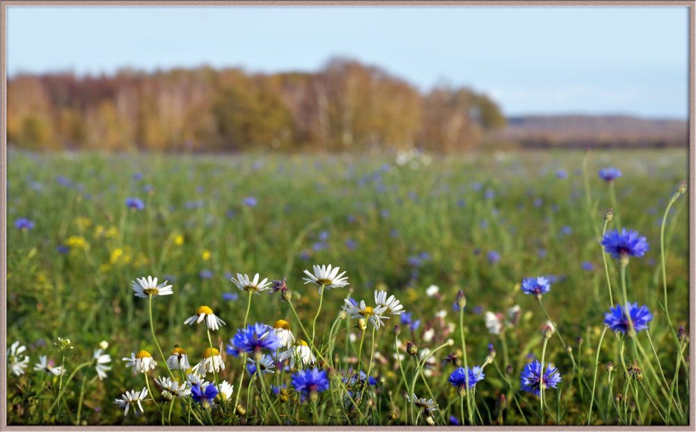 Фон Василек абстракция