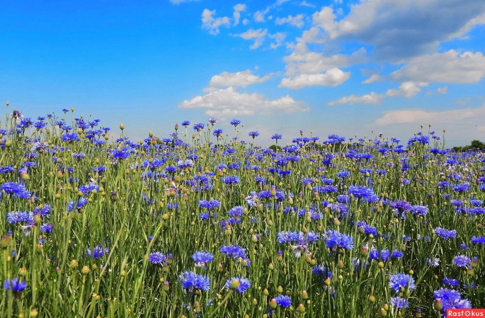 Красивый фон васильки