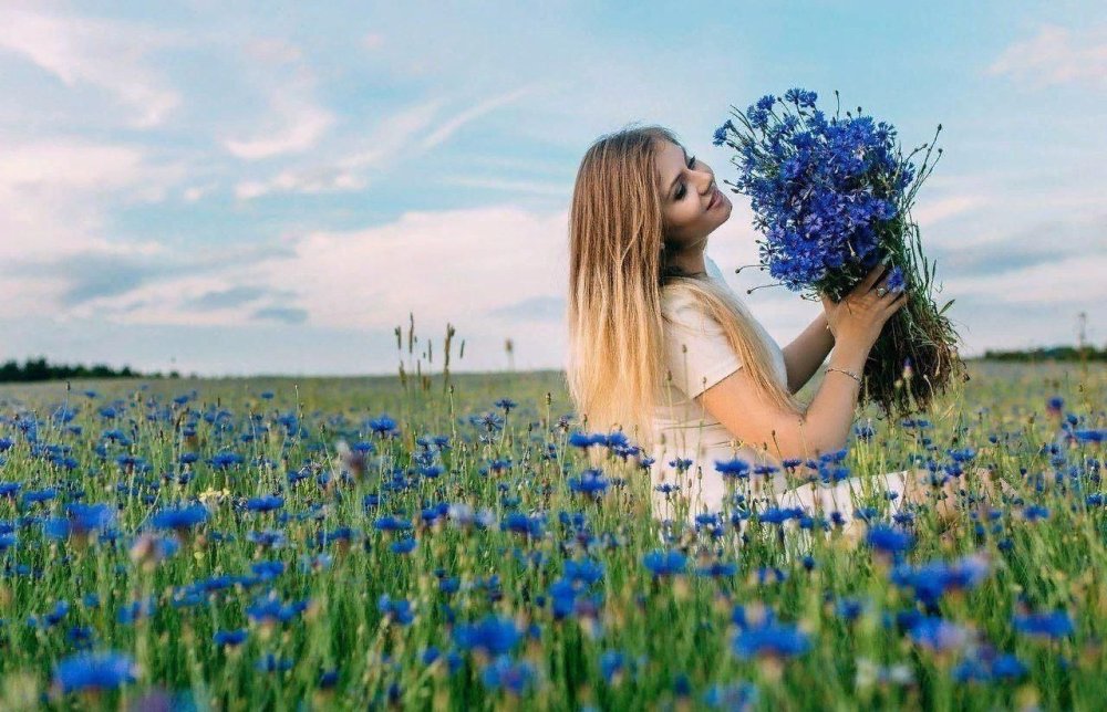 Луговой Василек синий лесостепей Евразии