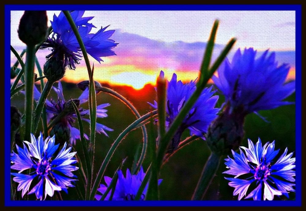 Ромашко Васильковое поле