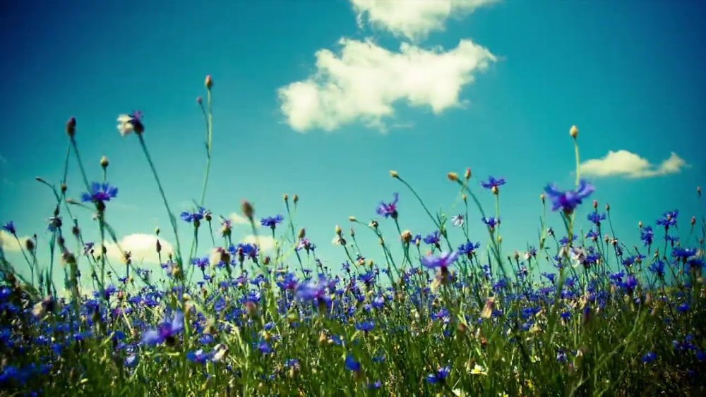 «Поле Васильков»