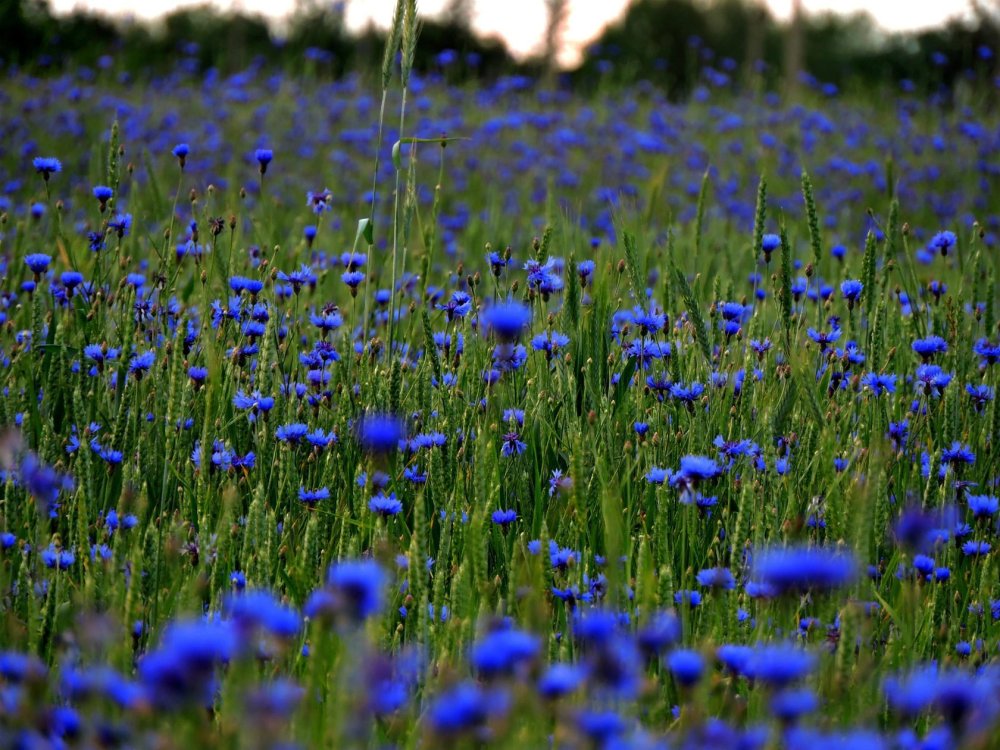 Ромашки с васильками