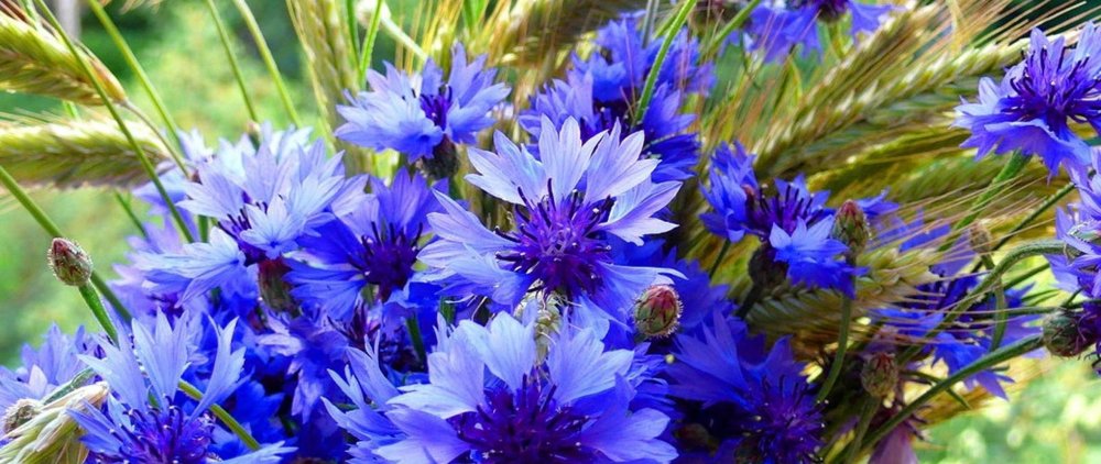 Васильки в поле