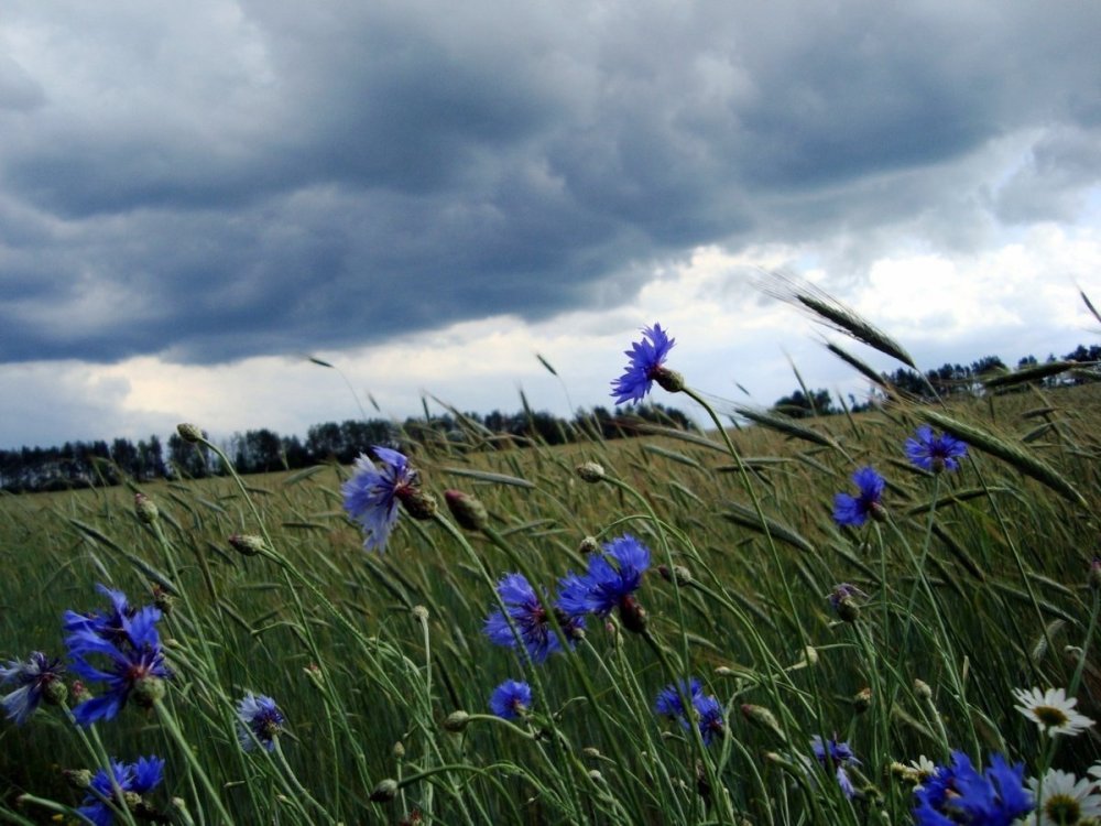 Васильковое небо