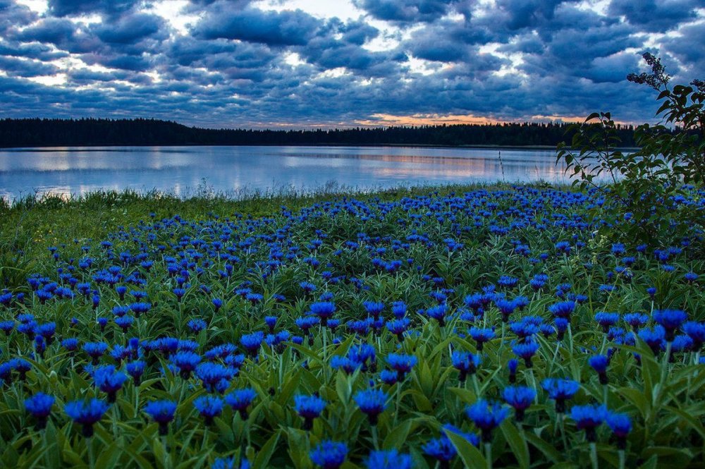 Поле Васильков снизу