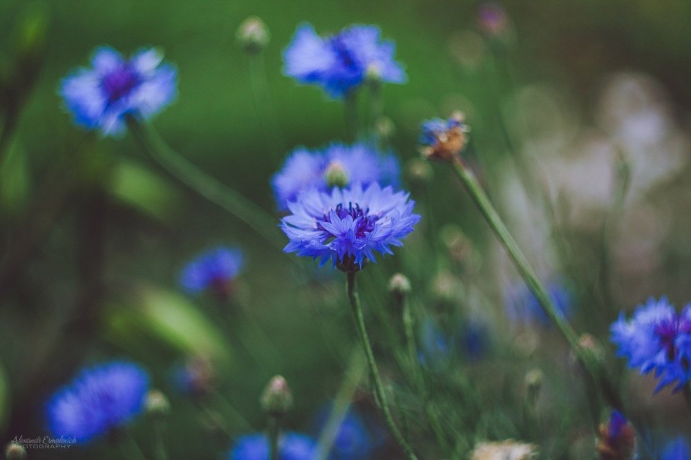 Ромашки и васильки