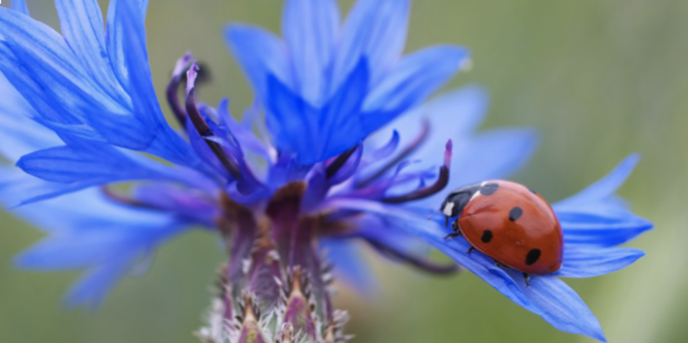 Василек Лагуна