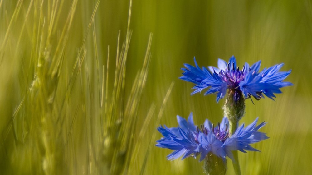 Ромашки с васильками