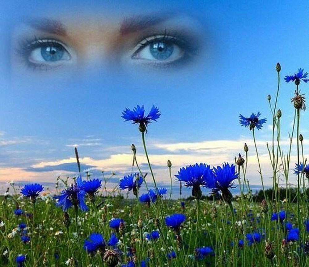 Рамка с васильками