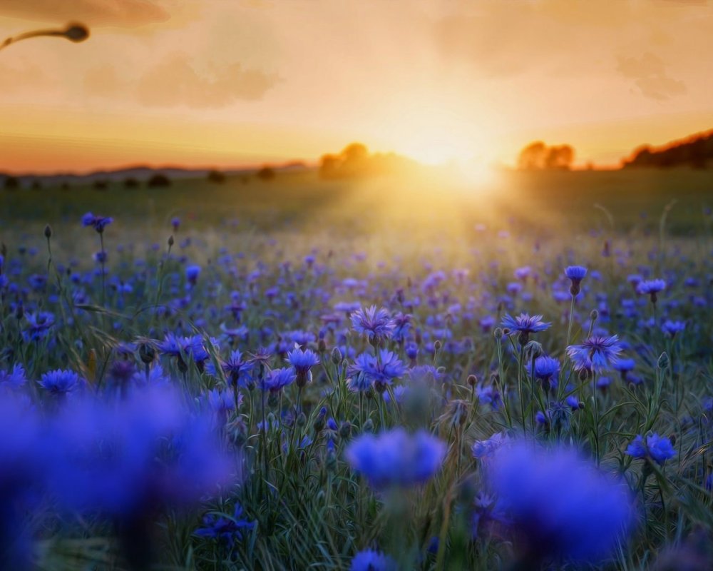 День независимости