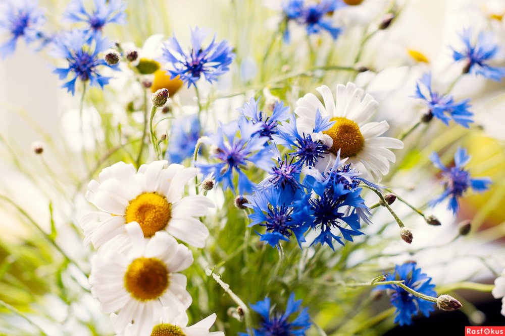 Василек синий разноцветная кайма