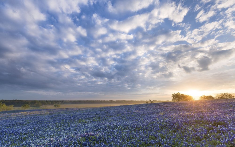 Маковое поле с васильками