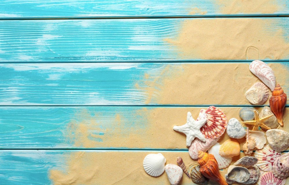 Море ракушки