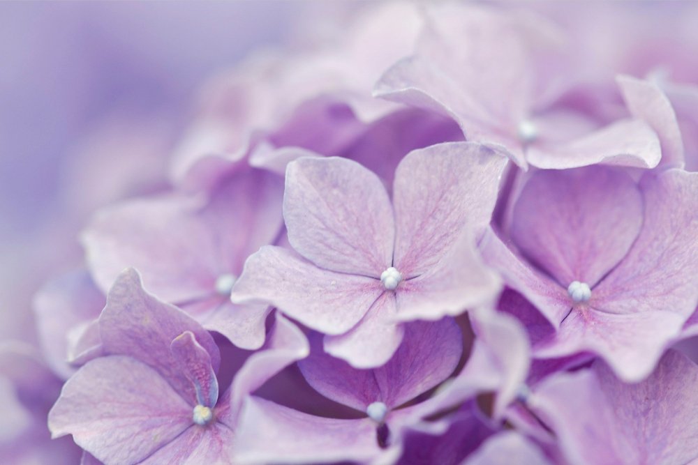 Бело сиреневый фон