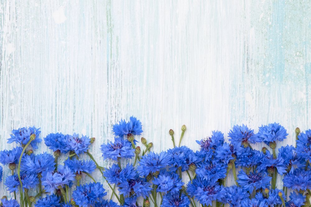 Обои на рабочий стол васильки