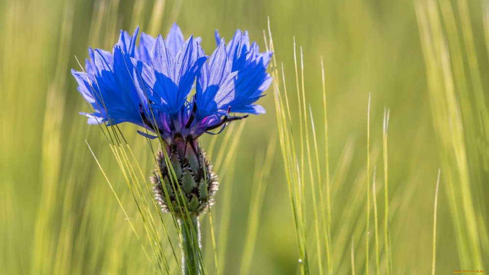 Обои на рабочий стол васильки