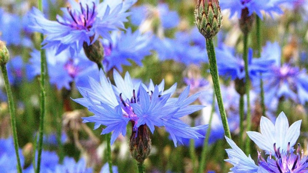 Растения Луга Василек синий полевой