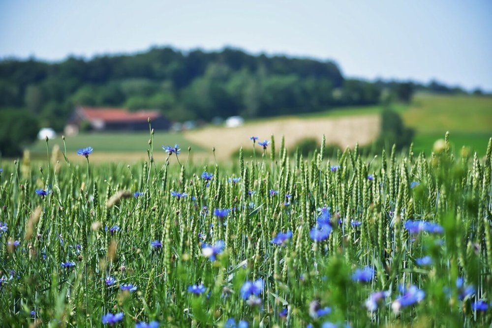 Нежные цветы лаванды