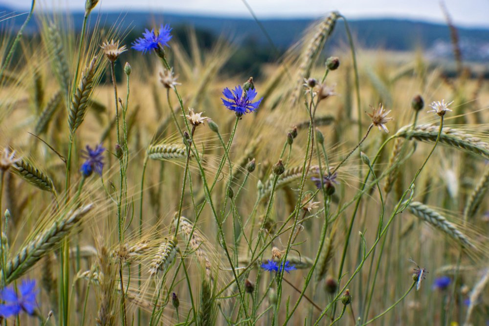 Васильковый цвет