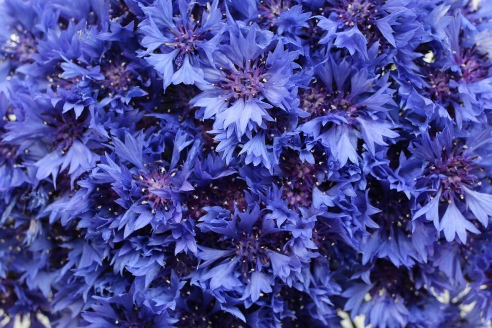 Василёк Луговой