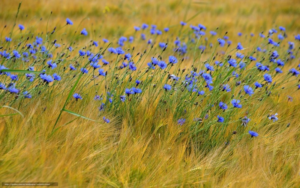 Полевые цветы на белом фоне