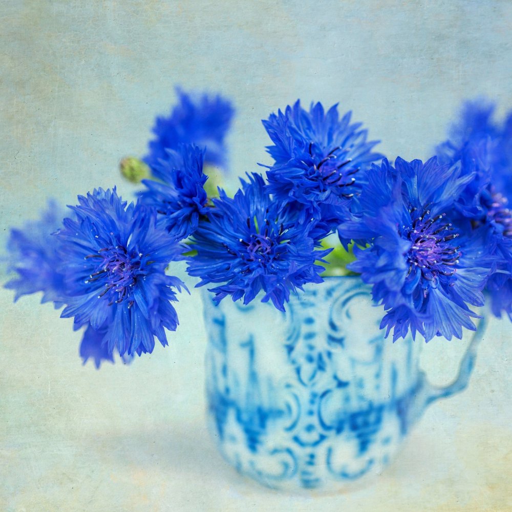 Васильковое поле