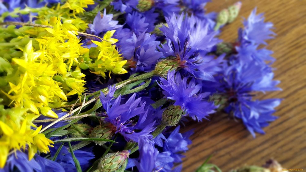 Ромашко Васильковое поле