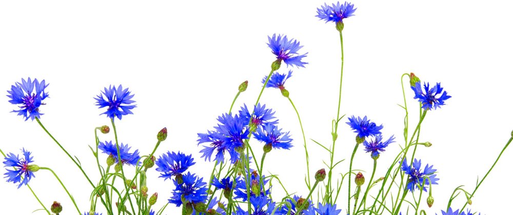 Горный лиловый Василек