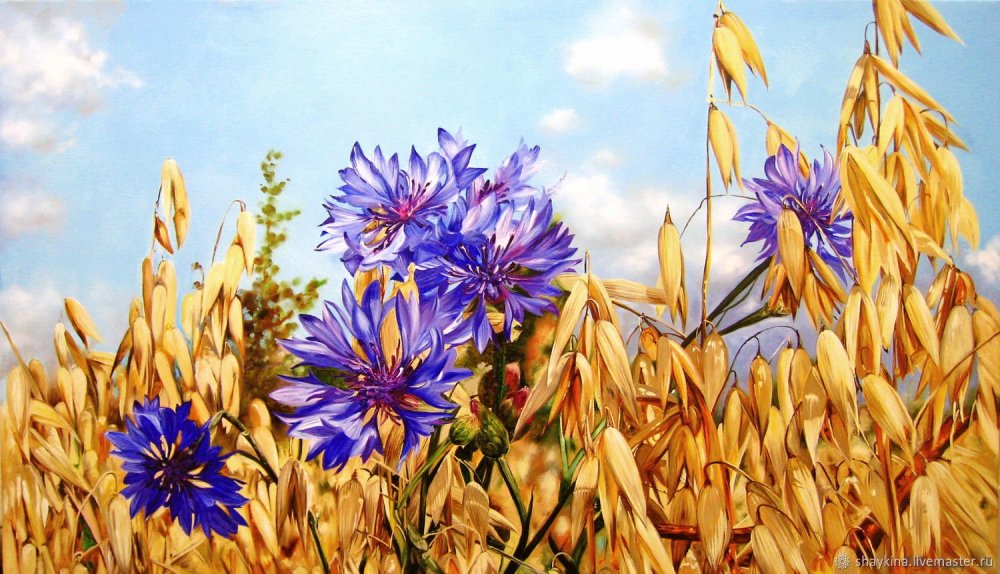 Васильки на стене