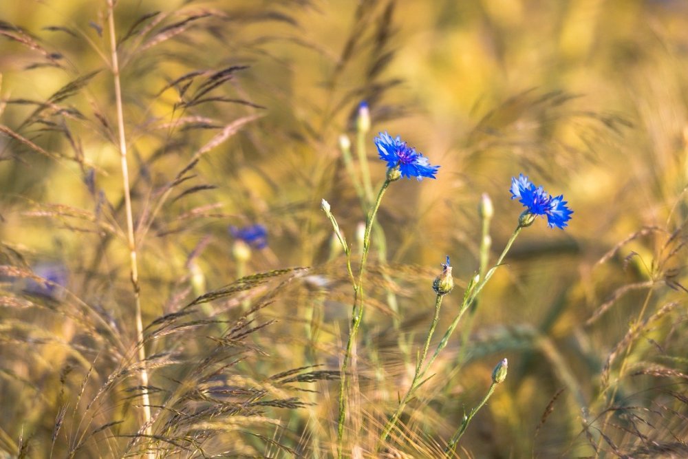 Васильки на Светлом фоне