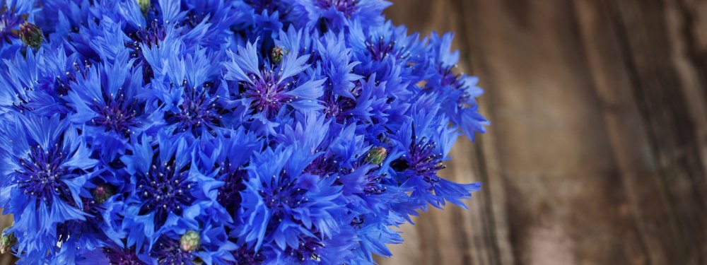 Василек Луговой цвет