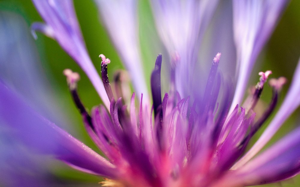 Беларусь Василек