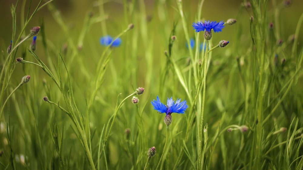 «Поле Васильков»