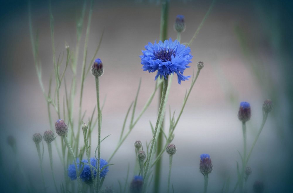 Василек синий разноцветная кайма