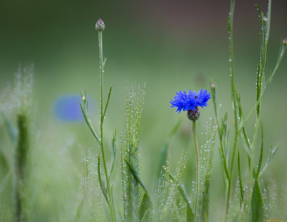 Василек Лагуна синий
