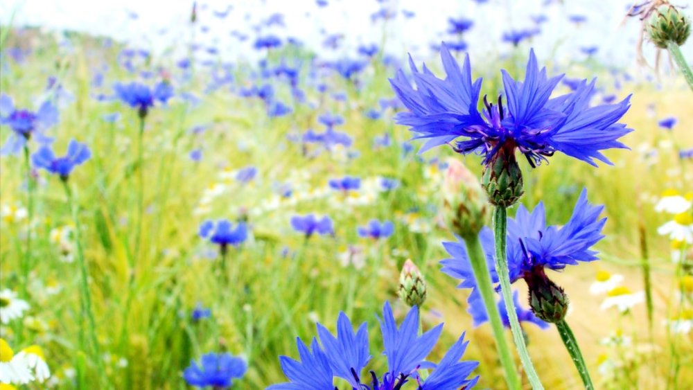 Василек синий "Блауэр Юнге"