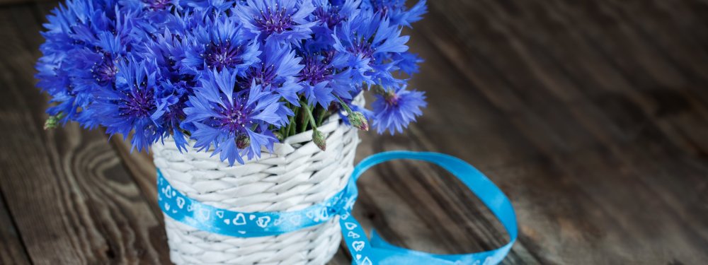 Картинки на рабочий стол васильки