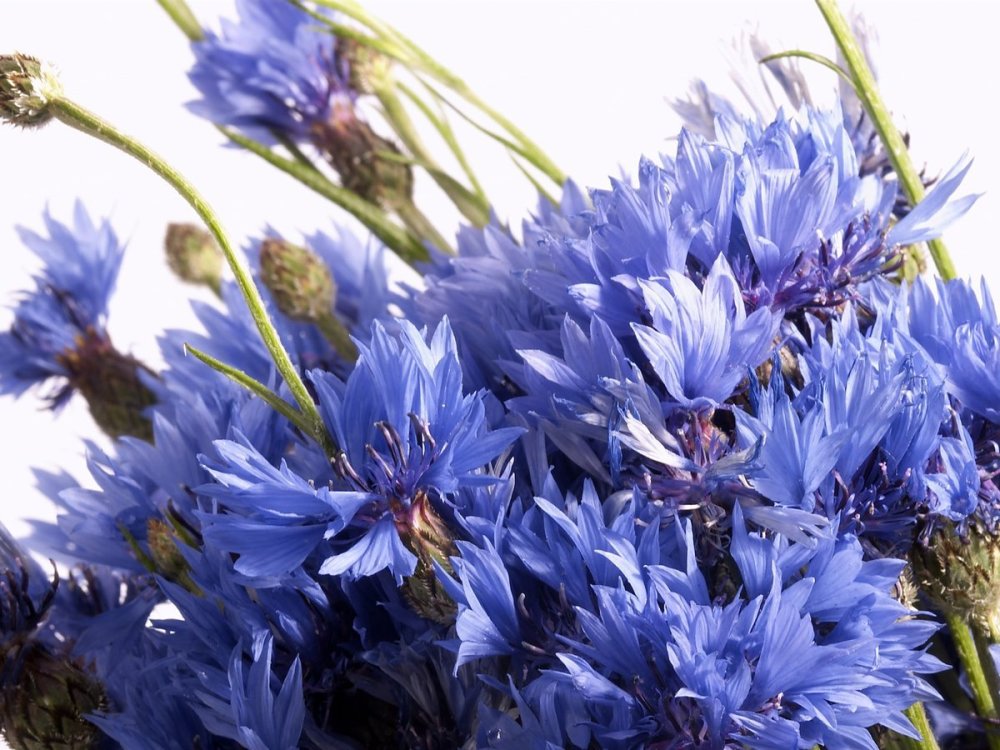 Ромашки и васильки