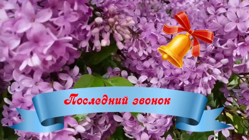 Последний звонок сирень