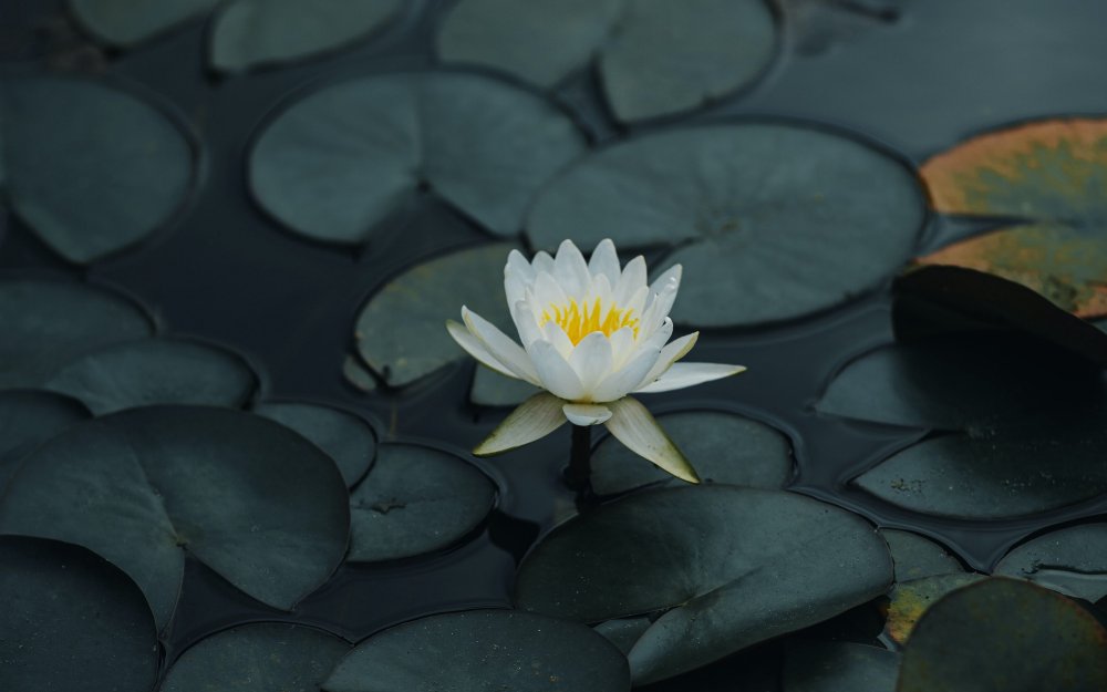 Буддистский Лотос