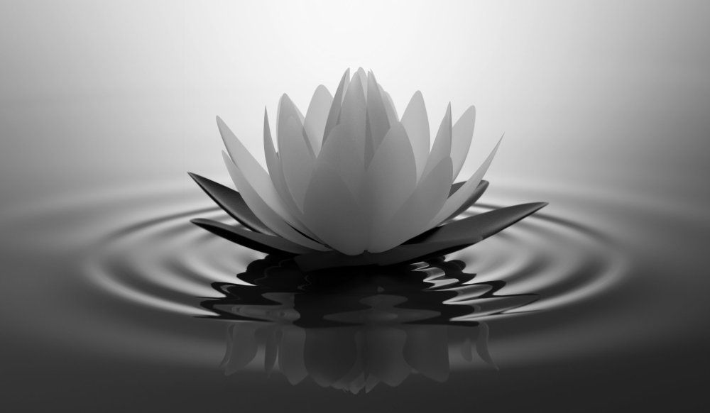 Лотос фен шуй