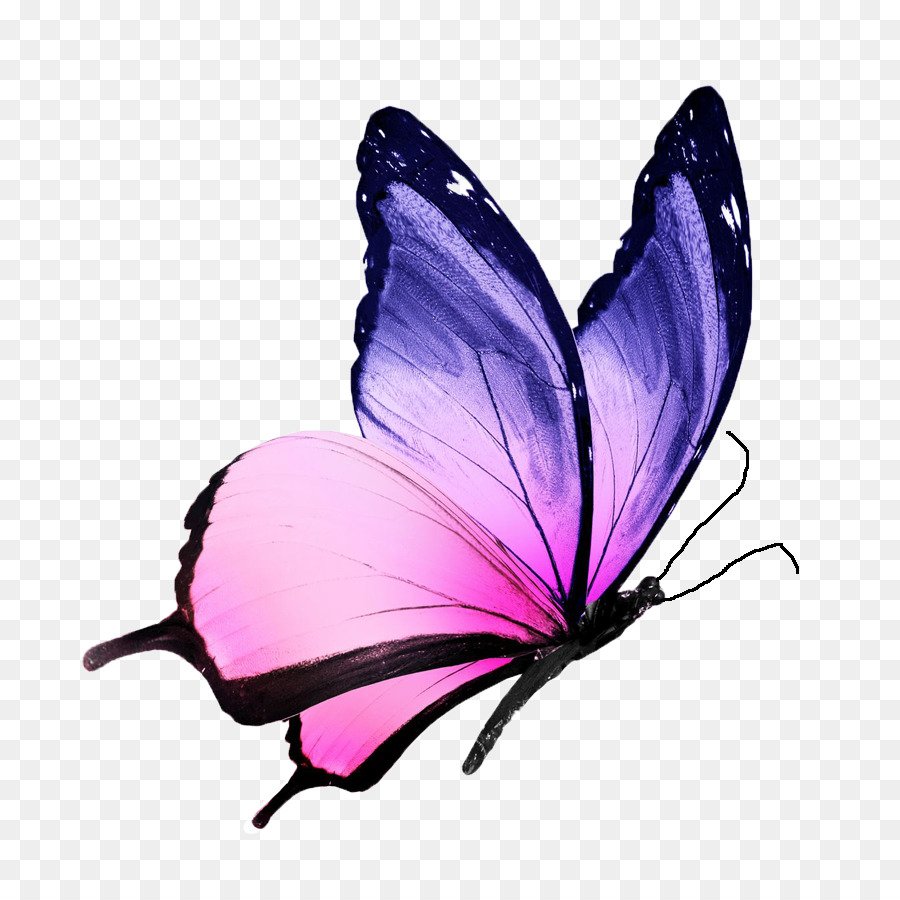 Красивые бабочки на прозрачном фоне